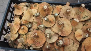 Ormanda kendiliinden yetiiyor, kilogram 350 TL'den satlyor