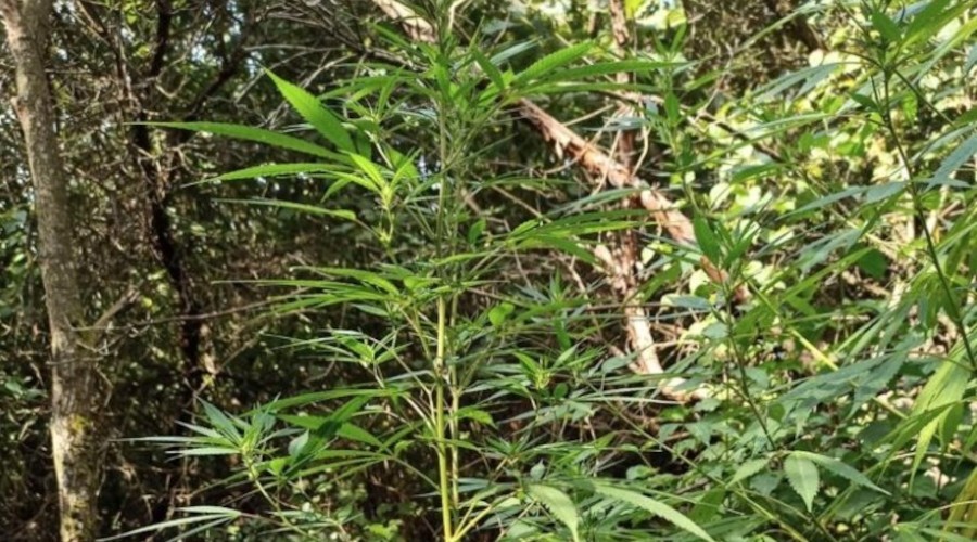 Ormanl�k alanda kenevir