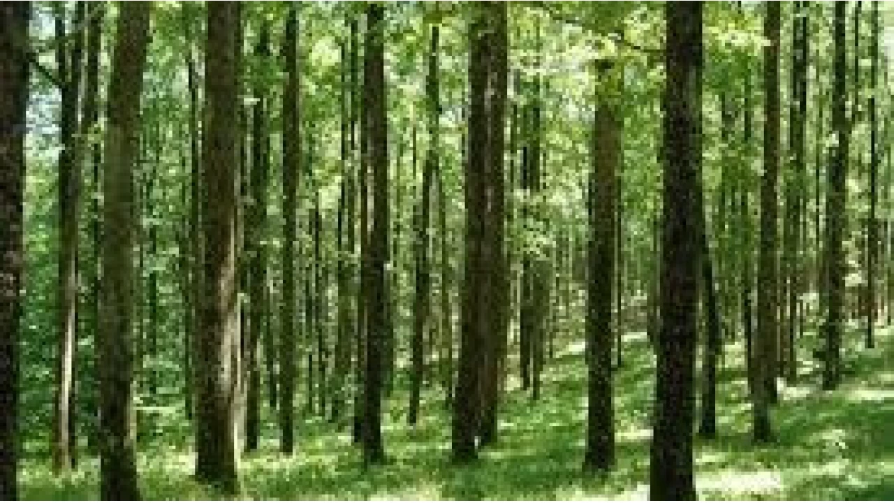 Ormanl�k alanlar i�in en uygun 10 a�a� hangileridir?