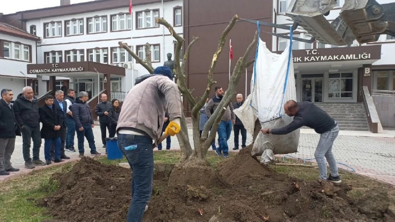 Osmancık'ta zeytin yetiştiriciliğine ilgi artıyor