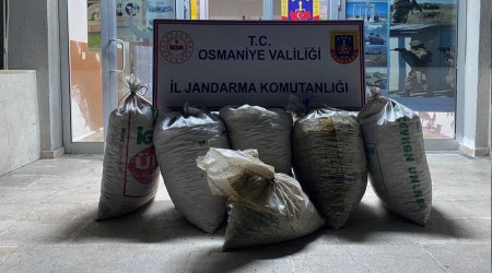 Osmaniye'de 300 kilo yerfst aldlar