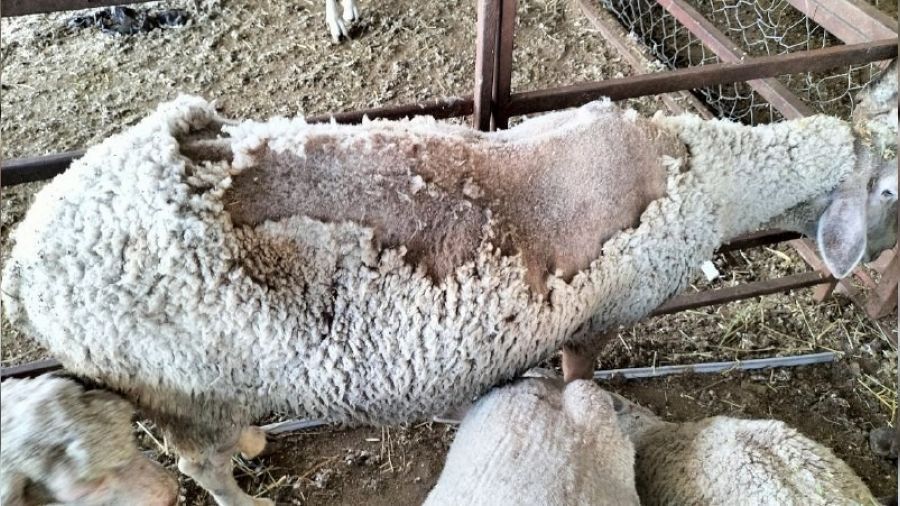 Osmaniye'de kpekler kkba hayvan iftliine saldrd