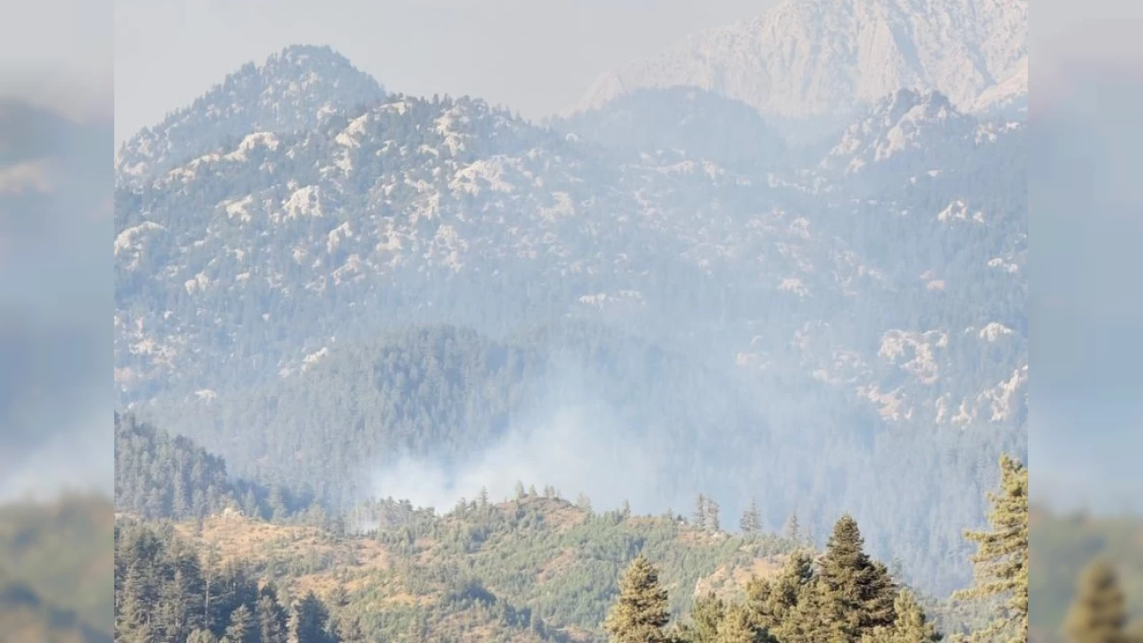 Osmaniye'de orman yang�n�