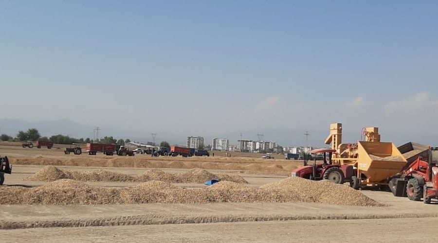 Osmaniye'de yer f�st��� hasad� buruk ba�lad�