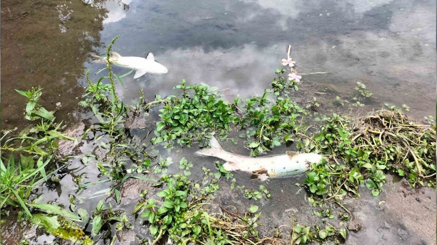 Osmaniye'deki Sabun �ay�'nda bal�k �l�mleri