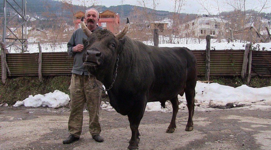 Otomobil fiyatına boğa
