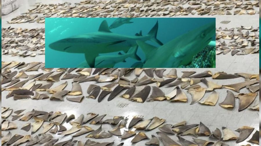 Panama'da 6.7 ton ka�ak k�pek bal��� y�zgeci ele ge�irildi