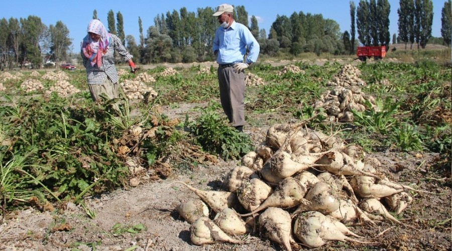 Pancar üreticisi dertli