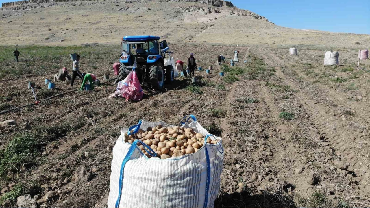 Patates tarlada 2, pazarda 10 lira