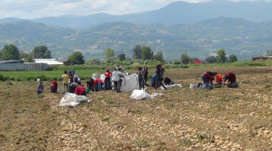 Patateste hayal krkl