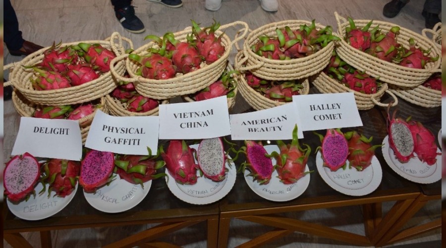 Pitaya meyvesine dış pazardan yoğun talep
