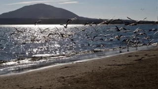 Rusya'nn Sahalin blgesinde tsunami uyars yapld
