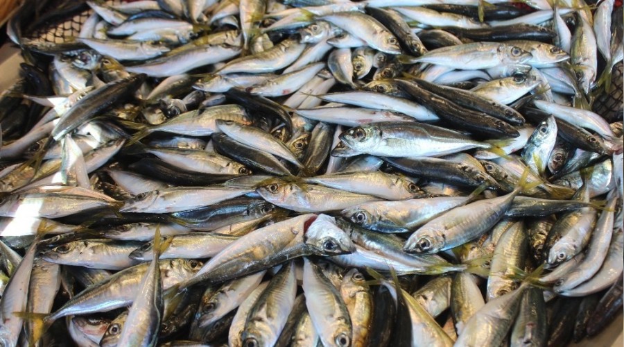 Sağlıklı beslenmede balık tüketimi önerisi