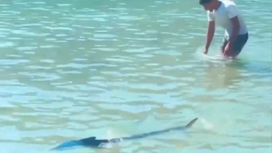 Sahilde g�rd��� bal��� kuyru�undan tutup yakalad�