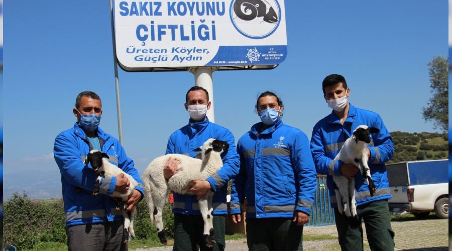 Sakız koyunu, ailelerin geçim kaynağı oldu
