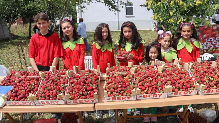 Samsun'da çilek üretimi artıyor