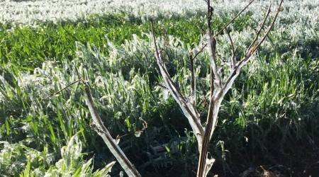 Şanlıurfa'da ekinler dondu