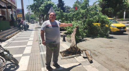 Şanlıurfa'da fırtına ağaçları devirdi