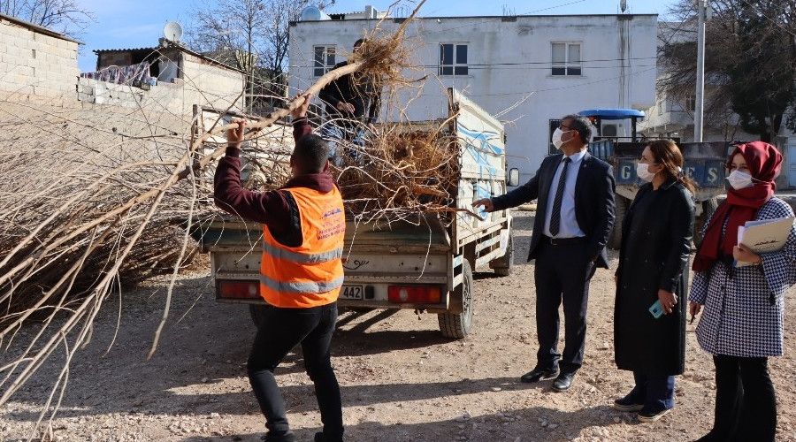 Şanlıurfa'da ipek böceği için ağaç dağıtımı