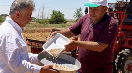 Şanlıurfa'da 'Ubet' nohut hasadı başladı