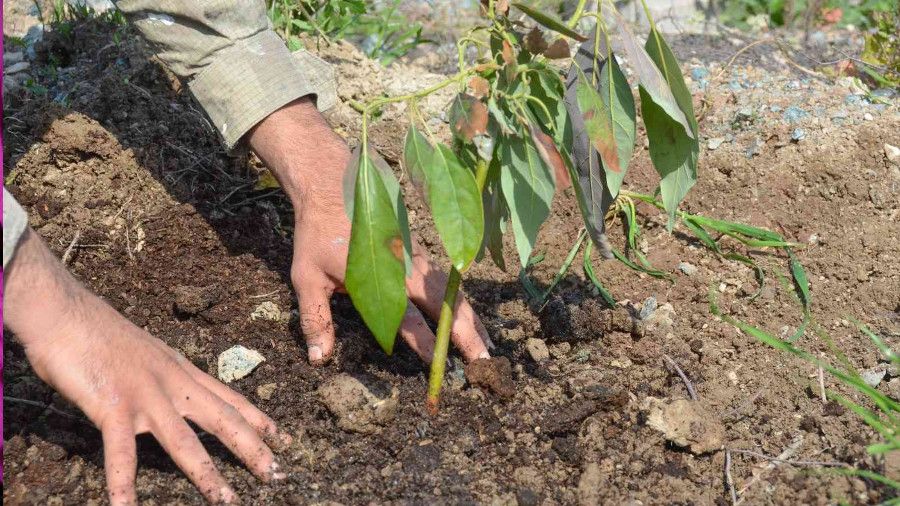 Seferihisar'�n yeni y�ld�z� avokado