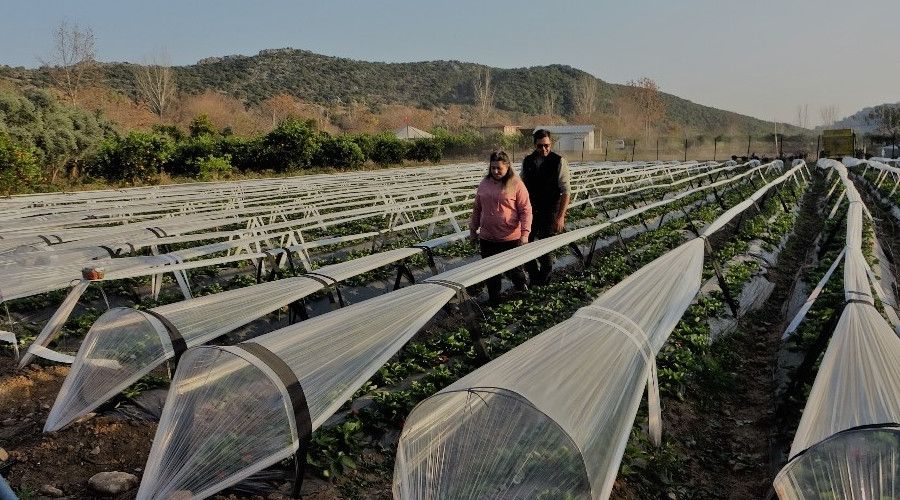 Şehir hayatından kaçıp çilek bahçesi kurdular