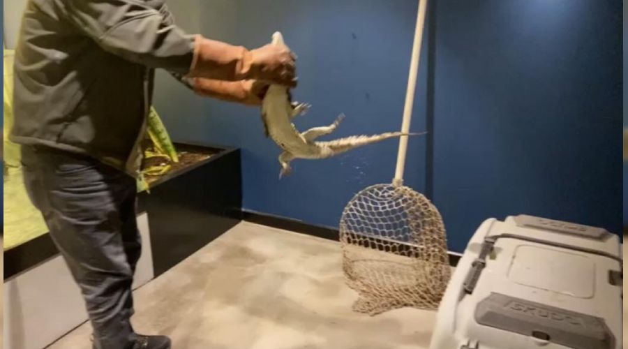 �ehrin g�be�inde beslenen timsaha el konuldu
