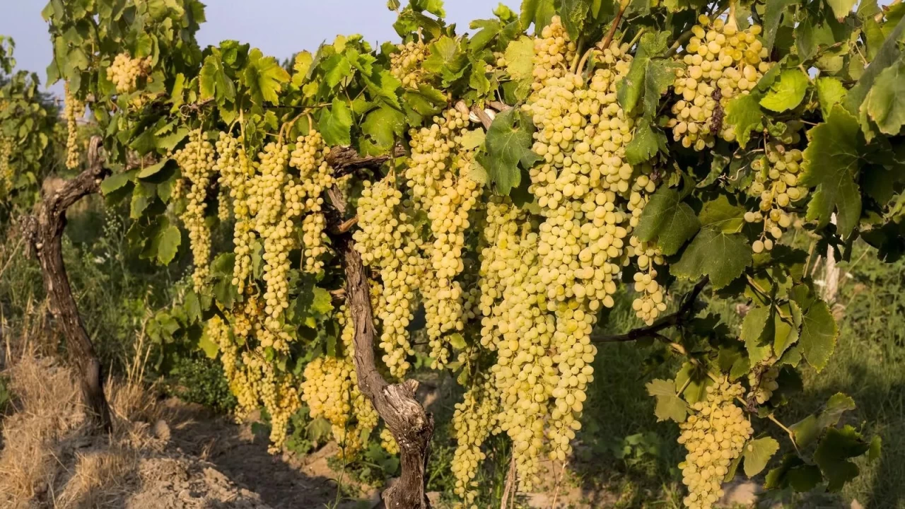 ehzadeler'de tarm: Bereketli topraklarnda yetien rnleri