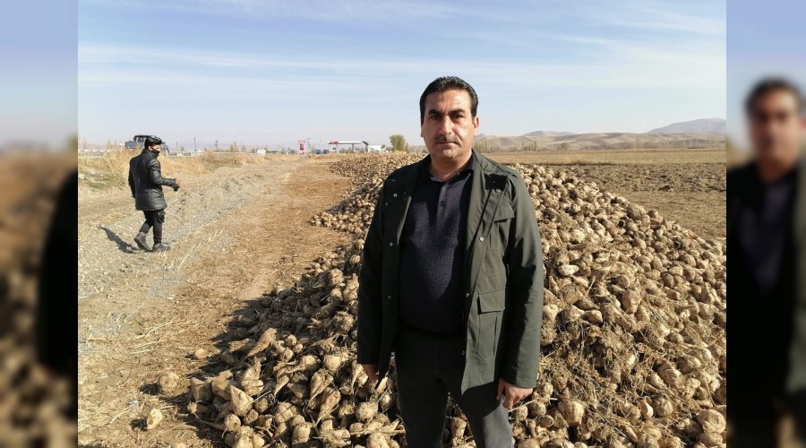Şeker pancarları tarlada kaldı