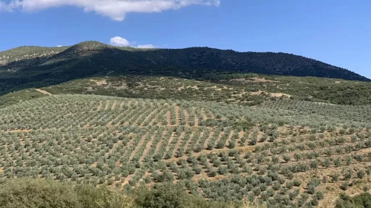 Selendide tarm: rn eitlilii ve iftinin beklentileri