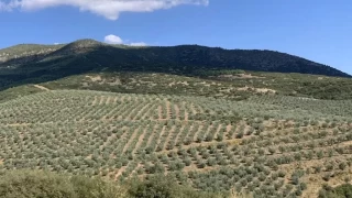 Selendi’de tarım: Ürün çeşitliliği ve çiftçinin beklentileri