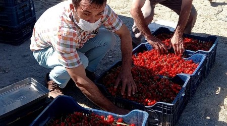 Selendi'nin kirazlar ran sofralarn sslyor