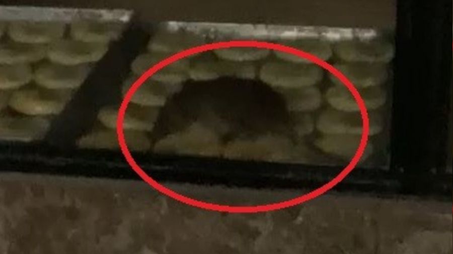 Simit fırınında gezinen fare kameraya yansıdı