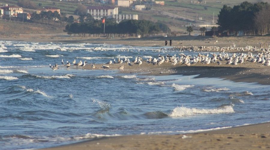 Sinop sahillerinde mart� istilas�