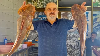 Sinop'ta 4 kilogramlık kırlangıç balığı avlandı