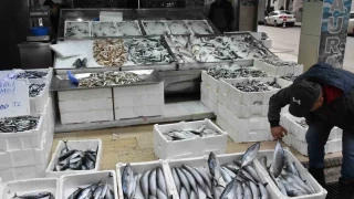 Sinop'ta palamudun tanesi 200 lira