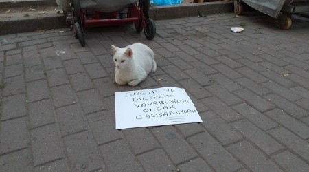 Sonunda Tekir'de dilenci oldu