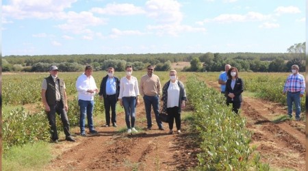 Süper meyve Aronia yaygınlaşıyor