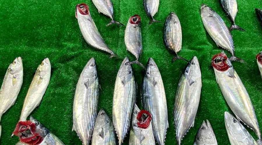 Tanesi 50 liradan satılan palamut; kırmızı etle rekabete girdi
