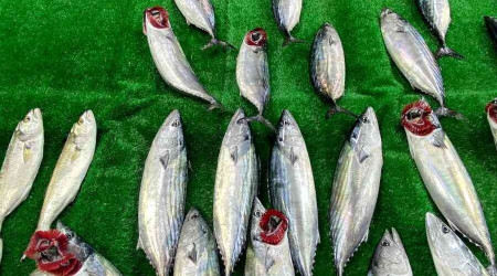 Tanesi 50 liradan satılan palamut; kırmızı etle rekabete girdi