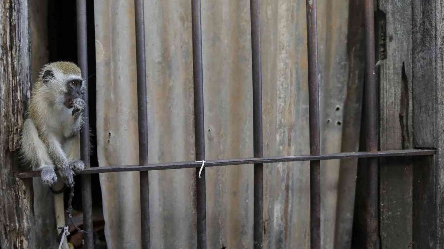 Tanzanya'da maymunların kaçırdığı 1 aylık bebek öldü