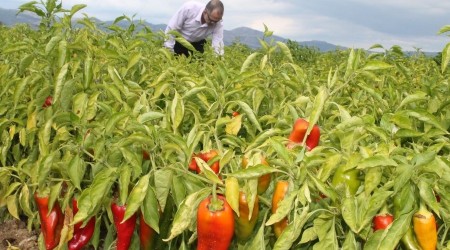 Tarım ürünlerini bekleyen büyük tehlike