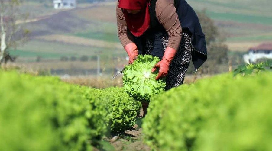 Tarlada 50 kuruş, markette 8 lira