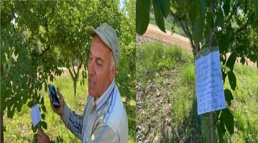 Tarladaki erik yedi IBAN bıraktı