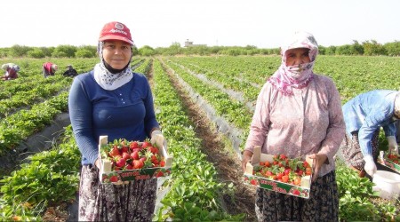 Tarladan eve fiyatlar üçe katlanıyor