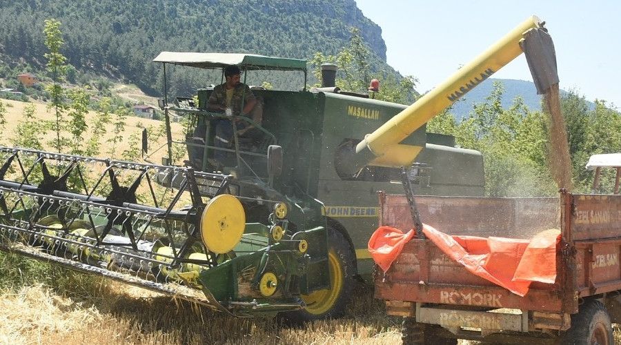 Tarsus Belediyesinin ektiği ata tohumlar hasat edildi