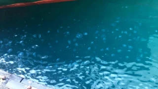 Tatilcilerin korkulu rüyası denizanaları neden bu kadar arttı?