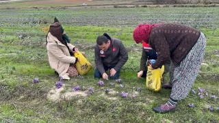 Tekirda'da safran retimi yaygnlayor