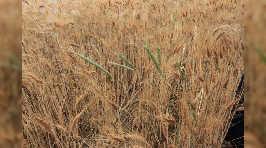 'Temiz tarla, Temiz �r�n' kampanyas�