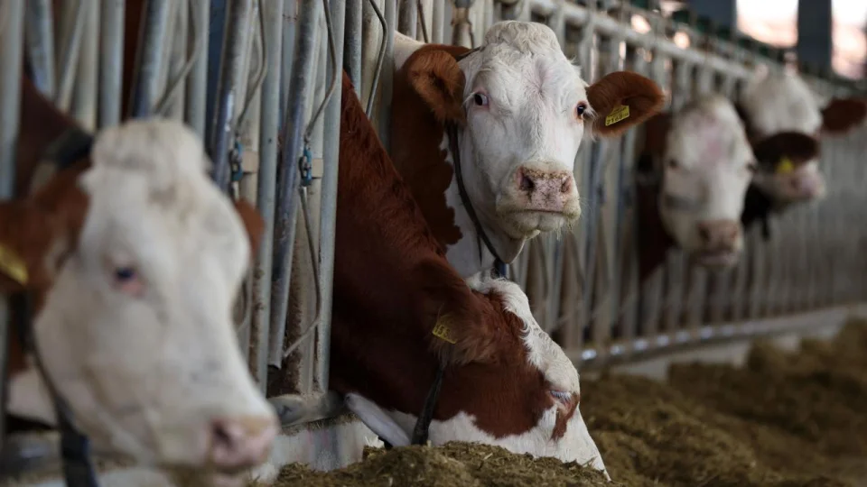 Toplanan inek s�t� miktar� �ubatta 877 bin 774 ton oldu